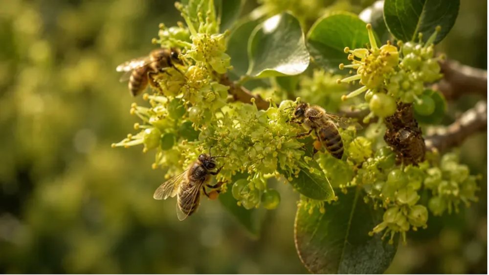 Honeybees foraging on sidr blossom